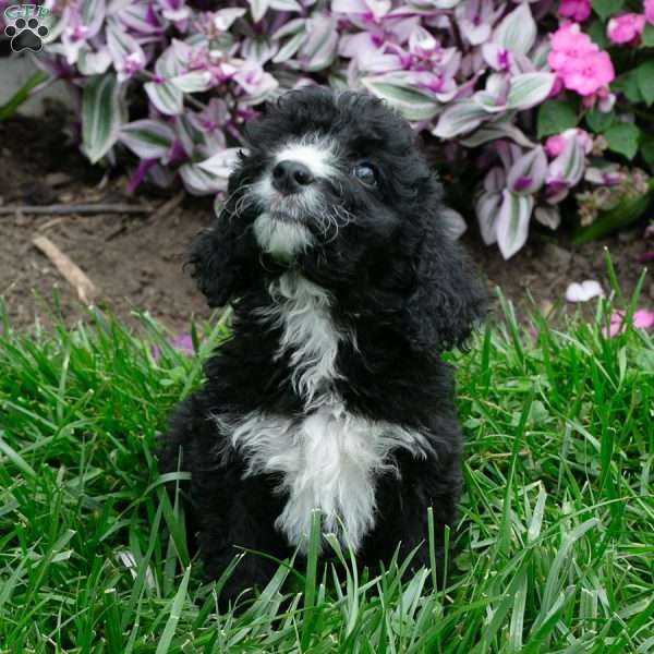 Marie, Bernedoodle Puppy